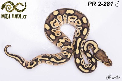 hadi na prodej, mládě, český chov hadů, odchov hadů, mojihadi.cz, Python regius, ballpython, krajta královská, lesser Pastel, hetero clown, hetero ghost, hetero hypo
